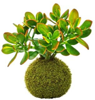 DECOALIVE Kokedama Crassula Ovata Planta Resistente