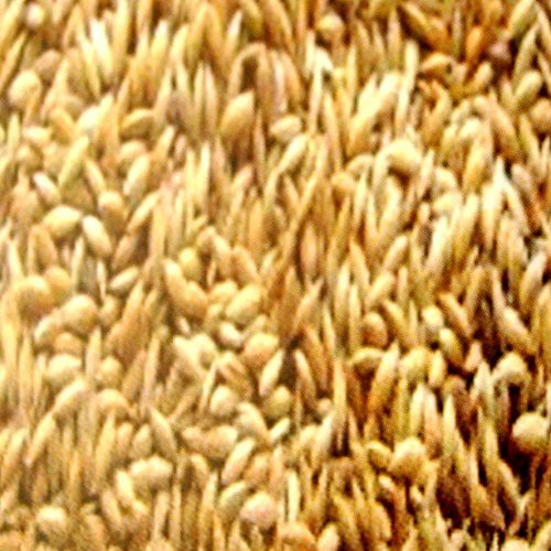 2,5 kg Kanariensaat lose, Vogelfutter für Kanarienvögel, Naturfutter