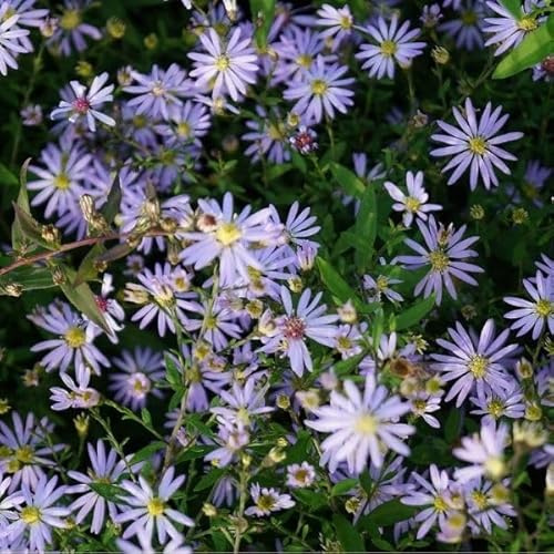 Blumixx Stauden Aster ericoides 'Erlkönig' – Myrtenaster hellviolett blühend, winterhart & bienenfreundlich, 1L Topf – pflegeleicht & reichblühend für Beet & Kübel