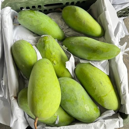 Semi di mango - resistenti per il giardino fresca da frutto nani resistenti da giardino roccioso da giardino frutteto perenni 12pcs