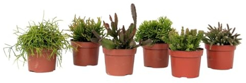 Plant in a Box - Cactus corail mix - Rhipsalis - Lot de 6 - Hauteur 15-20 cm - Pot 12 cm - Plante d’intérieur cactus facile d’entretien