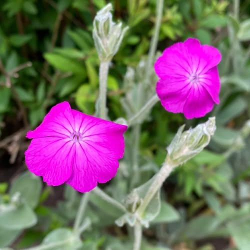 semillas de clavo, silvestres Lychnis coronaria, semillas de jardín de balcón resistentes 250pcs