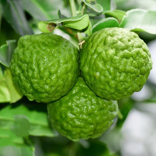Semillas resistentes del tilo, enanos de tilo, Citrus hystrix, balcón resistentes, 100pcs