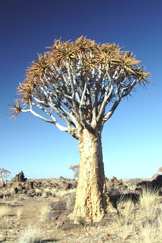 Seedeo Köcherbaum (Aloe dichotoma) 10 Samen
