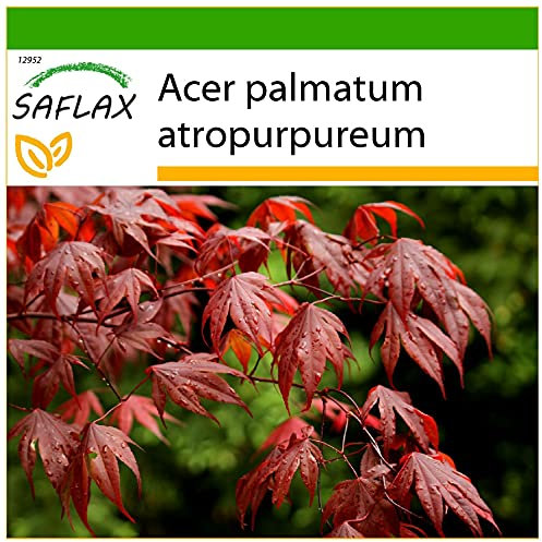 SAFLAX - Acero palmato rosso - 20 semi - Con substrato - Acer palmatum atropurpureum