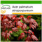 SAFLAX - Arce japonés - 20 semillas - Con sustrato estéril para cultivo - Acer palmatum