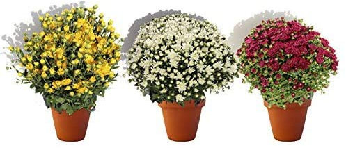 PACK 3 CRISANTEMOS COLOR VARIADO. CRISANTEMO - CRISANTHEMUM. ¡¡¡ PLANTA NATURAL ¡¡¡ altura: 22 cm aproximado, contenedor: 15 cm. ENVIOS SOLO PENINSULA