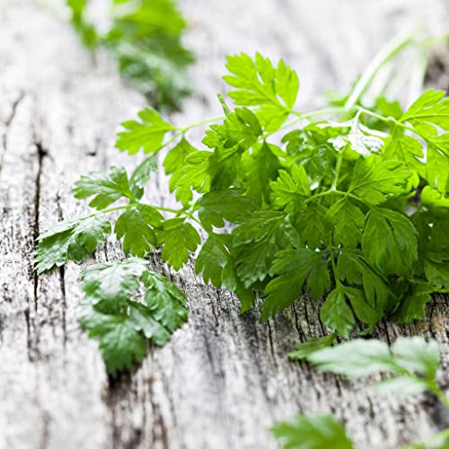 Eden Brothers Chervil Seeds