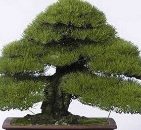 30pcs Japanische Kiefer Samen, thunbergii Pinus Samen, Bonsai-Baumsamen für DIY Hausgarten pflanzen