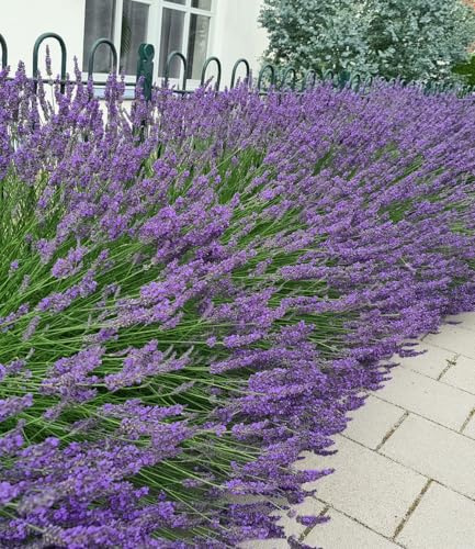 BALDUR Garten 3x Lavendel 'Phenomenal®' Duftlavendel, Pflanzen im 9x9 cm-Topf, echter Lavendel, Lavandula, winterharte Staude, trockenresistent, mehrjährig, bienenfreundlich, schmetterlingsfreundlich