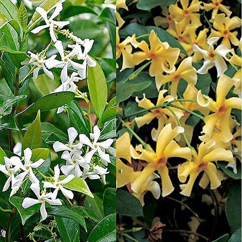 Sternjasmin 3er Set Gelb (2) & Weiß (1) - 3 x Duftjasmin winterhart | Toskanischer Jasmin - 3 x Kletterpflanzen - 3 x 1,5 L Topf - bis zu 400cm hohe & 100cm breite Hecke möglich