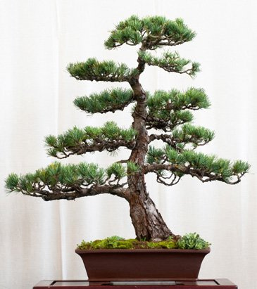 Seedeo Bonsai Anzuchtset Mädchenkiefer (Pinus parviflora)