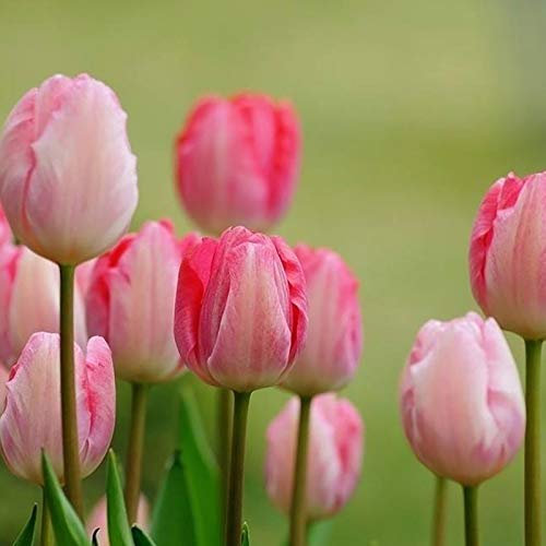 50 pièces Graine de Tulipes a Planter, Graines Fleurs à Semer, Graine a Planter, Graines Non-OGM de Fleurs Anciennes pour Jardin et Balcon (Rose 1)