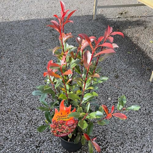 Glanzmispel Devil's Dream® Containerpflanzen 60-80 cm