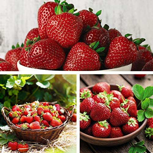 Strawberry Full Season Collection – 18 Bareroots Hardy Perennial Varieties for Extended Harvest – Homegrown Sweet & Juicy Fruits – Ideal for Gardens, Pots & Hanging Baskets by Thompson and Morgan