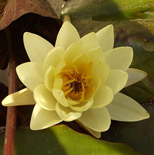 Teichpflanzen Seerosen : Nymphaea Seerose  Moorei  winterhart Pflanztiefe bis 150 cm