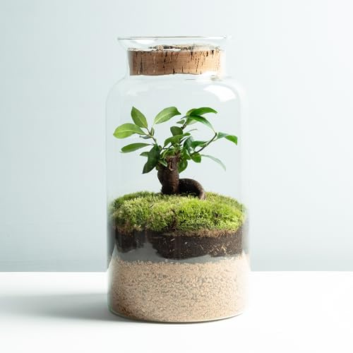 Omotesando Terrario Plantas de Cristal | Recipiente con Ficus Ginseng y Fitonia | Jardín Eterno Plantas Naturales | Ecosistema Natural | Jardín en un Bol | Regar una Vez al año | Eco