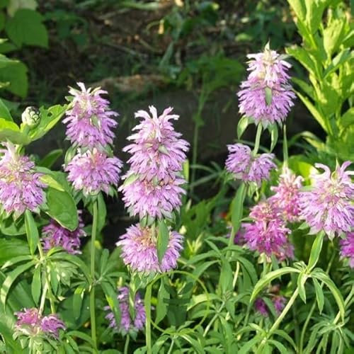 250 Graines de Monarda citriodora - Monarde citronée citronnée - Bergamote citronnée - Aromatique et ornementale - Fleur Jardin - 367