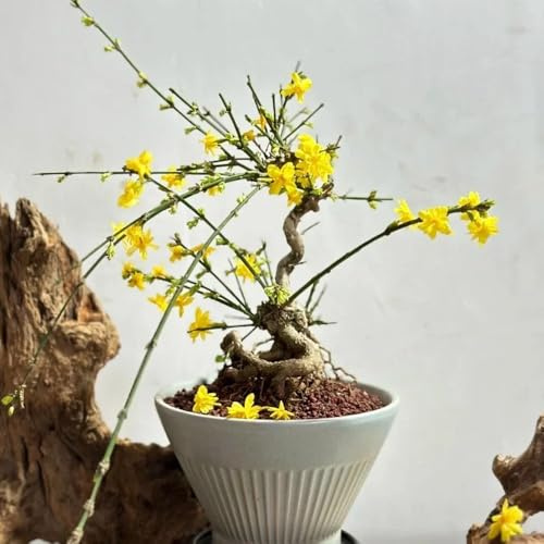 winterjasmin balkonpflanzen, jasminum nudiflorum topfpflanzen draußen winterhart, frühlingsblumen schnell wachsende 125samen
