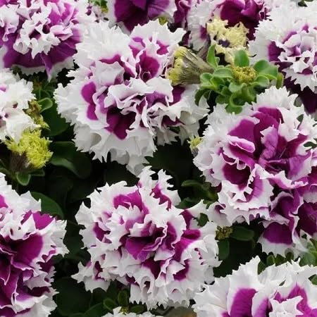 Graines de fleurs de pétunia doubles 100 pièces violet blanc