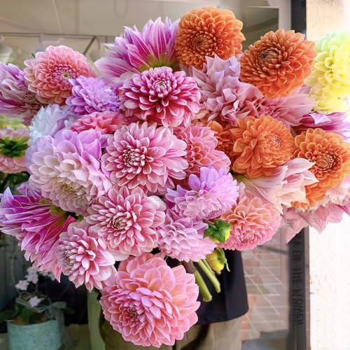 dahlien - hochbeett dahlia gartenpflanze blumenzwiebeln frühblüher blumendeko balkon hochbeet gartenpflanzen winterhart mehrjährig pflanzenkübel exotische zimmerpflanzen 2zwiebeln
