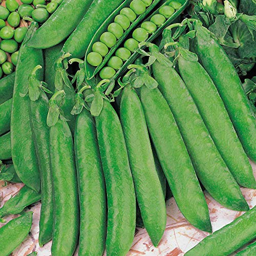 Suttons - Pea Seeds - Hurst Greenshaft