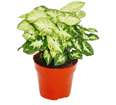 Exotenherz - Pourpre - Syngonium Pixie - 1 plante - Facile d'entretien - Purificateur d'air - Pot de 12 cm