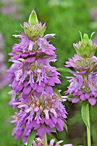 NIKA SEEDS - Seeds Herb Lemon Bee Balm (Lemon Mint) Medicinal - 300 Seeds