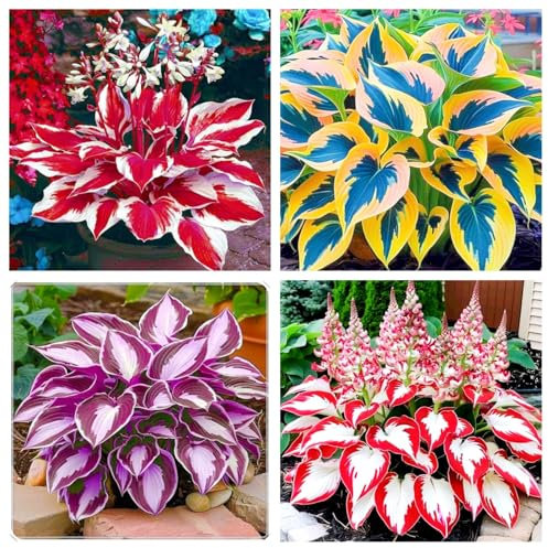 Hosta Bulbs Mix-Strong Plants That Grow Well/Mix Golden Jade Carving Feels Perfect