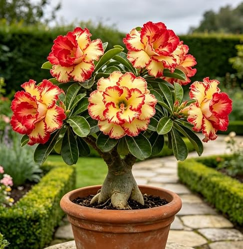 Rosa del desierto robusta y poco común – Rosa del desierto con caudex – Resistente a la sequía, florece año tras año – Decoración de interiores-1 pcs-A