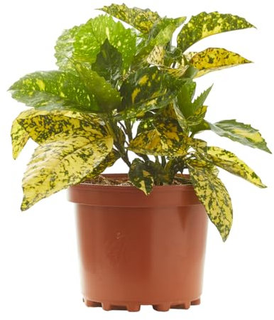 Verdecora Aucuba en maceta de 3L | Aucuba japonica | Arbusto de Exterior con Follaje Verde y Manchas Doradas | Ideal para Sombra Parcial, Bordes y Jardines de Bajo Mantenimiento