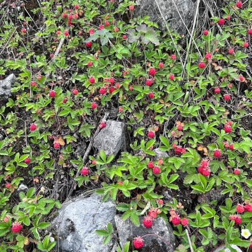 semi di fragola selvatica - giardino, resistenti esotiche, balcone, ufficio, 200pcs
