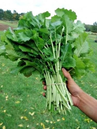 600 + sette top cime di rapa organici non OGM Semi Primavera/Autunno Giardino/Contenitori