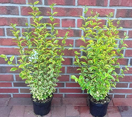 10 Goldliguster, Ligustrum ovalifolium Aureum, (Höhe: 50-60 cm ab der Topfoberkante)