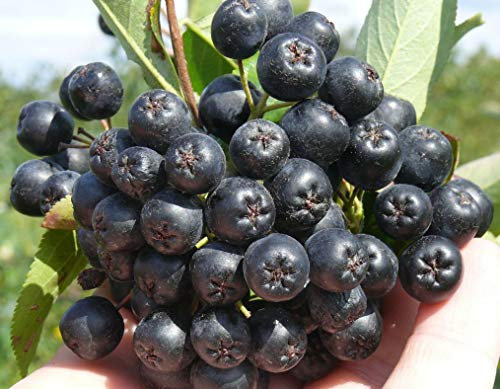 Aroniabeeren 2 Sorten set Aron+Nero, Apfelbeere,2 Aronia Pflanzen