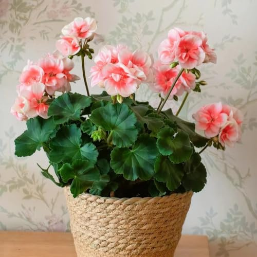 semillas de geranio - decoración balcón jardín resistentes interior exóticas 250pcs