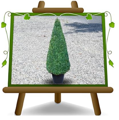 Buxus rotundifolia en forma de cono, planta de boj para seto en maceta de 26 cm. altura 120-130 cm.