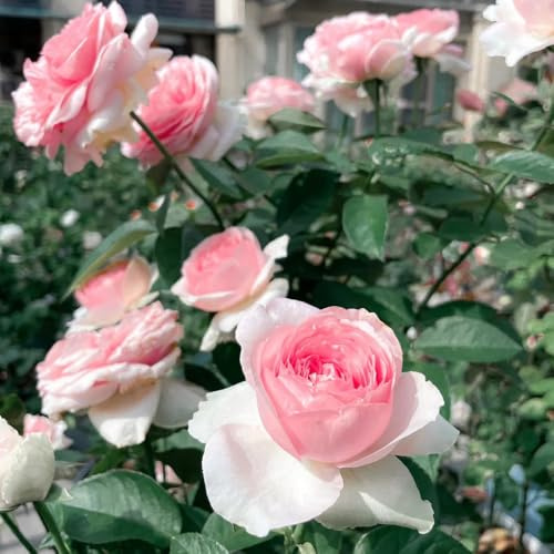 Semillas de rosal trepador, resistente y fragante Decoración, para lugares soleados, para balcones, resistentes al aire libre 35pcs