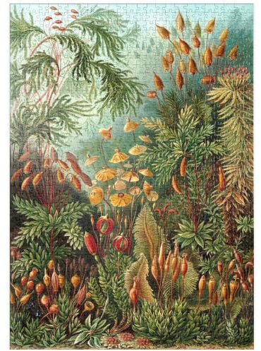 MyPuzzle Moss (Muscinae) - Kunstformen in der Natur, Vintage Art Poster, Ernst Haeckel - Premium 1000 Teile Puzzle - MyPuzzle Sonderkollektion von Havana Puzzle Company