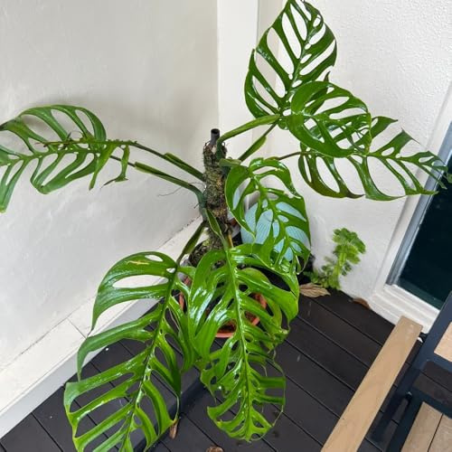 Semillas de Monstera, Las de jardín son perennes resistentes Semillas de Monstera Deliciosa Variegata, semillas de interior 120pcs