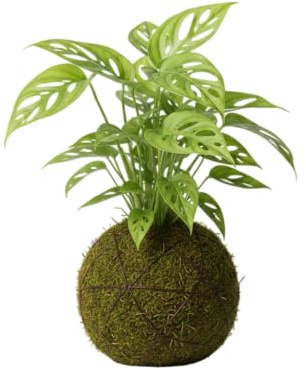Monstera Monkey Leaf en Kokedama Natural – Planta Viva de Interior | DECOALIVE