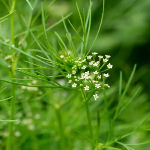 semillas de perifollo de jardín invierno perifollo Cultivo hortalizas invierno jardín interior interior raras Semillas hortalizas y medicinales 150semillas