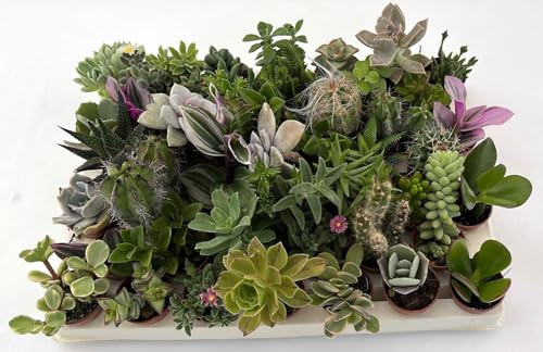 Pungilandia Set 46 Mini Piante Grasse Vere Assortite – Vaso 3,5 cm – Mix Cactus e Succulente, Spine Morbide, Collezione per Bomboniere