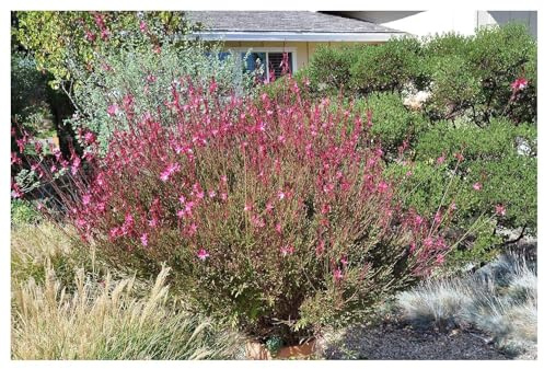 Stauden Gänge 10 x Gaura lindheimeri 'Siskiyou Pink' Prachtkerze Rosa | Prachtkerze – winterharte Staude & Dauerblüher für Sonne, mehrjährig, bienenfreundlich, 9x9 cm Topf