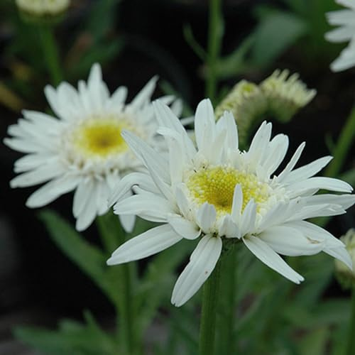 6 x Margerite 'Christine Hagemann' - LeucanthemumTopf 9x9cm: Weiße Blüten, gelbes Zentrum, für sonnige Beete.