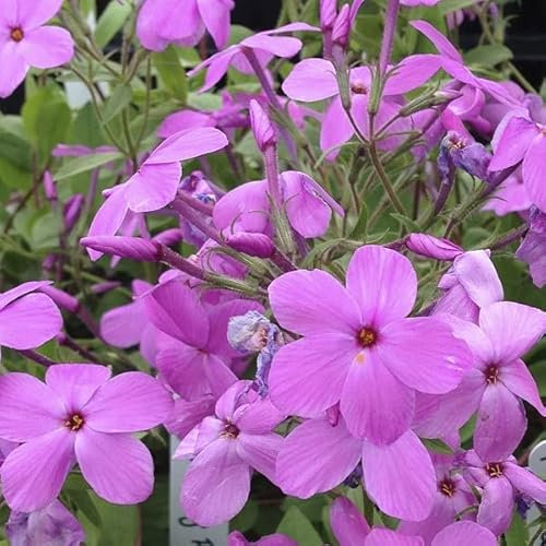 6 x Phlox rampant 'Pink Ridge' - Phlox Stolonifera 'Pink Ridge' - Godet 9x9 cm, Fleurs Roses, Tolère l'Ombre