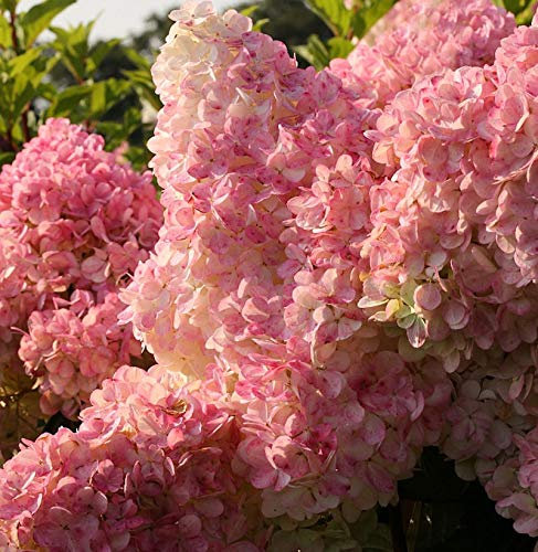 Hochstamm Rispenhortensie Vanille Fraise® 60-80cm - Hydrangea paniculata - lebende Gartenpflanze aus den Baumschulen