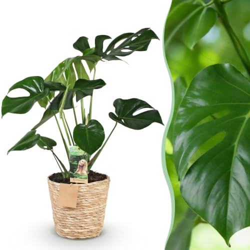 Green boutiQ - Plantes d'intérieur - Monstera Deliciosa - Plante à trous - Peu d'entretien - avec panier - Vert - 1 Plante - Pot 17cm - Hauteur 50-55cm