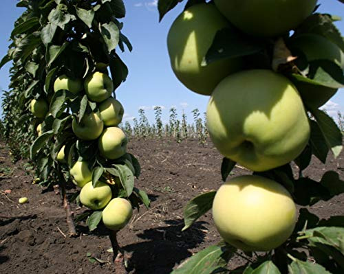 Säulenapfel President, Apfelbaum 3 jährig ca.100/120 cm. im Container.Säulen Spätsommer Äpfel