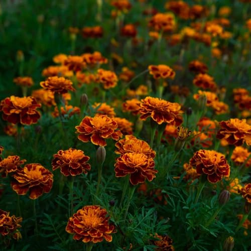Semi di calendula, copertura del terreno da giardino roccioso resistenti da balcone semi di selvatici semi di rare d'appartamento 250pcs